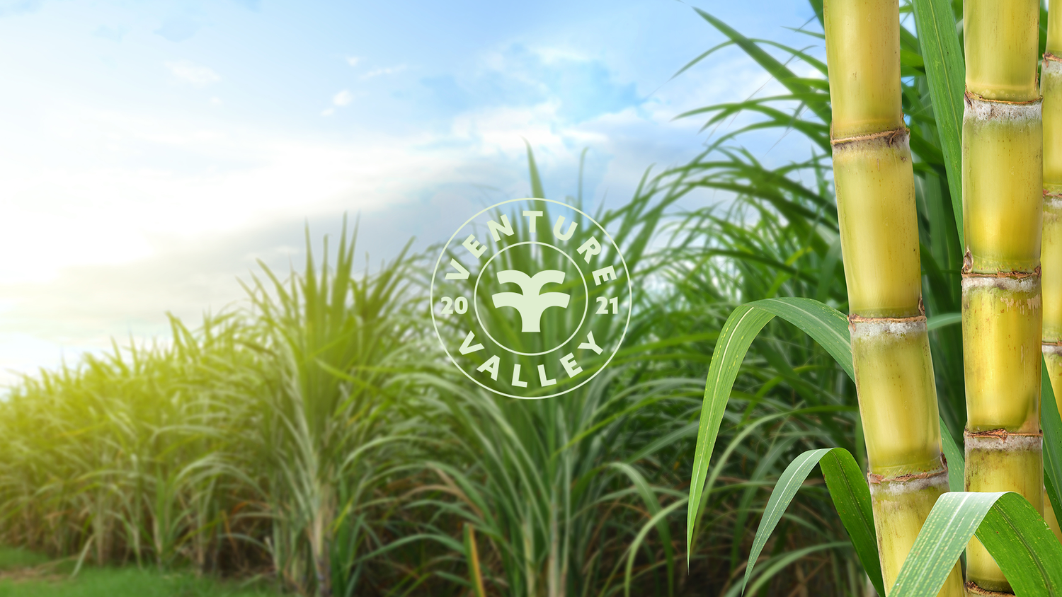 Spotlight: Brazil's Sugar Market Dynamics